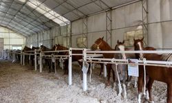 Milyonluk Taylar Kapış Kapış Gitti: TİGEM Tek Satışta 45 Milyon TL Kazandı
