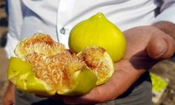 Mersin’de Yetişiyor, Dubai’de Kapış Kapış Gidiyor