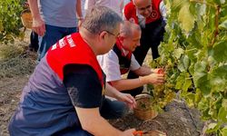 Tarsus’ta Üzüm Hasadı Rüzgarı: Bölge Tarımı İçin Kritik Adım!