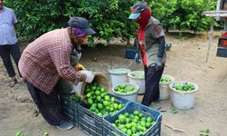 Piyasadaki Limon Tükeniyor: Fiyatlarda Rekor Artış!