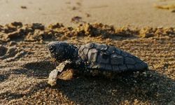 Mezitli Sahillerinde Caretta Carettalar İçin Özel Tedbir