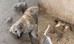 Barınak Değil Mezar: Gümüşhane’de Köpekler Açlıktan Ölüme Terk Edildi İddiası