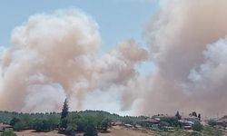 Kocaeli’de Orman Yangını Başladı: Gökyüzü Dumanla Kaplandı!