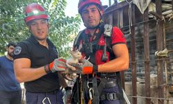 Mersin’de Yavru Kediye Hayat Veren Kurtarma Operasyonu