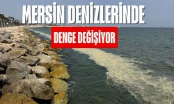 Eskiden Her Yerdeydi, Şimdi Kayboluyor: Mersin Denizlerinde Sessiz Tehdit