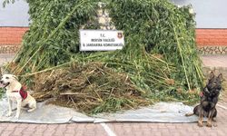 Mersin’de 1580 Kök Hint Keneviri Ele Geçirildi: 1 Kişi Tutuklandı