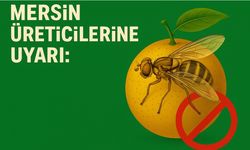 Mersin Üreticileri Dikkat!: Meyve Sineği Mücadelesinde Yeni Dönem