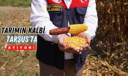 Çiftçinin Alın Teri, Bölgenin Gücü: Tarsus’ta Mısır Hasadı Başladı
