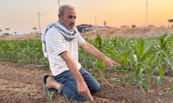 Mersin’de Narenciye Krizi: Üretici Son Çareye Başvuruyor