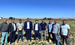 İklim Değişikliği Kabak Üretimini Vurdu, Üretici Zorda