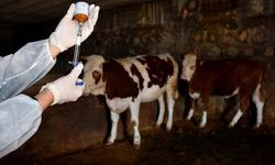Üreticiler Dikkat: Mersin’de Hayvan Sağlığı Öncelik!