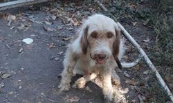 Tarsus’ta Yavru Köpek ‘Çorap’ Çukura Düştü, İtfaiye Yetişti!