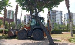 Mersin’in Sıcak Yüzü Palmiyelerde Büyük Değişim Başladı