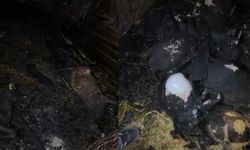 Mahalleli Seferber Oldu! Adana’da Ahır Alev Alev Yandı