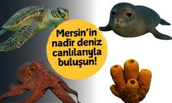 Mersin’in Sahillerinde Görmeden Geçmeyin: Nadir Deniz Canlıları