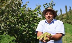 Karadeniz Fındığı Adana Yaylasında: İlk Fındık Toplandı!