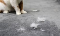 Kedi Tüyü Akciğere Kaçar mı? Uzmanlardan Şaşırtan Açıklama!