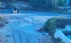 Köpeğin Ani Saldırısı Kamerada: Mersin’de Motosiklet Devrildi!