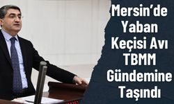 Mersin’de 35 Yaban Keçisi İçin Av İzni Verildi, Ekmen Soruyor
