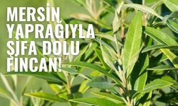 Mersin Yaprağı Nedir? Faydaları ve Çayı Nasıl Hazırlanır?