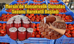 Mersin’de Konservelik Domates Sezonu Hareketli Başladı