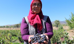 Şifa bulduğu meyvenin üretimi için şehir değiştirdi, 2009 fidanla şifa dağıtacak