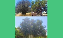 Mut’taki 1.300 Yıllık Zeytin Ağacıyla Tarihe Yolculuk