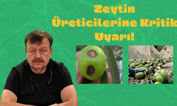Zeytin Üreticilerine Kritik Uyarı!