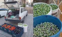 Eski Mezitli’de Zeytin Sezonu Başladı!