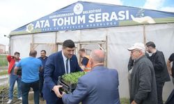 Yerli üretim,yüzde yüz hibeli ata tohumu