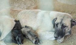 Tarsus`ta uçurumun kenarında mahsur kalan köpek ve yavruları belediye ekiplerince kurtarıldı