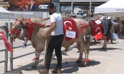 Gölbaşı 3'üncü Geleneksel Kurban Güzellik Yarışması'nda en güzel kurban seçildi