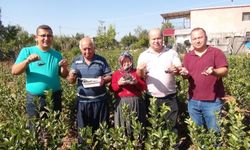 İhracata giden "aronya" süper meyvenin ilk hasadı yapıldı