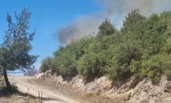 Osmaniye Hasanbeyli`de orman yangını