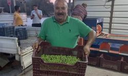 Mersin'de zeytin hırsızlığı çoğaldı