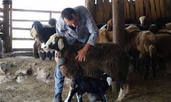 Küçükbaş Hayvan Desteğinde Geri Toplamalar Başladı