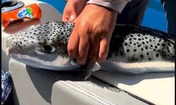 Akdeniz'de Balon balığı acil uyarısı