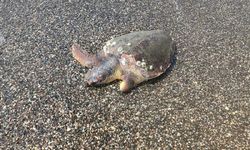 Ölü caretta caretta sahile vurdu