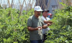 'Gönüllü olarak serada yetiştirdiği sebze ve meyveleri ihtiyaç sahiplerine bağışlıyor'