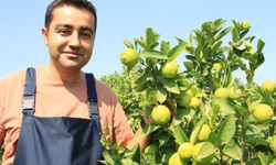 Bu limon 'yeşil limon' fiyatı: 40 TL, diğerleri 3 TL