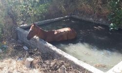 Gölete düşen atı itfaiye kurtardı