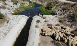 Enkaz kent Hatay`da kurbanlıklar, ırmakta serinliyor