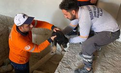 Asansör Kuyusuna Düşen ve Gözleri Görmeyen Yavru Köpek Kurtarıldı