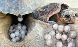 Caretta carettaların yuva çevresine güvenlik amacıyla kafes yerleştirildi