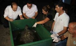 60 yaşındaki deniz kaplumbağaları tedavi sonrası tekrar denizle buluştu