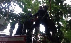 Ağaçta kalan kediyi kurtarmak isterken başına gelmeyen kalmadı