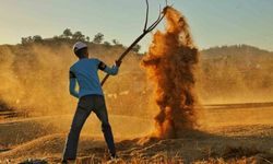 Kahramanmaraş`ta buğday hasadı hem geleneksel hem de teknolojik yöntemlerle başladı