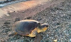 Caretta Carettalar yumurtlamak için Koru sahiline geldi