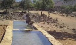 Serinlemek isteyen yabani hayvanlar yalağa girdi, o anlar fotokapanla görüntülendi