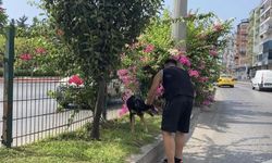 Kara yoluna çıkan köpek trafiği birbirine kattı, sürücüleri peşinden koşturdu